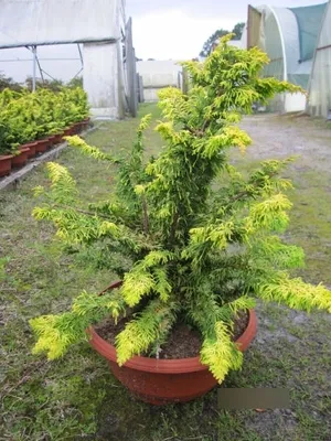Produktbild von Chamaecyparis obtusa Fernspray Gold - Muschelzypresse - 40-60