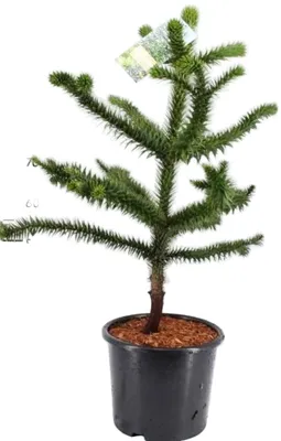 Produktbild von Affenbaum Araucaria araucana 70-80 cm – winterharte Andentanne, immergrüne Konifere, außergewöhnlicher Gartenbaum