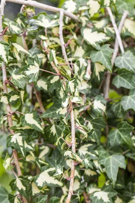 Produktbild von Hedera helix 'Goldheart', Efeu, gelb-grün, 80–100 cm