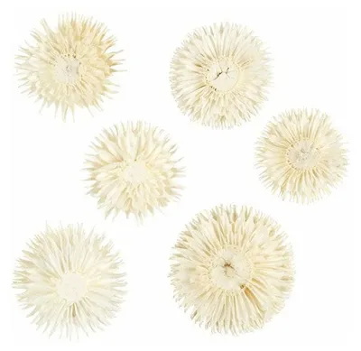 Image de Têtes de fleurs séchées 6 pièces