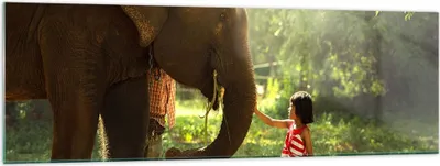 Produktbild von Bilder auf glas - Elefant Tier - 160x50cm - Glasbilder - Wandbilder - Kunstdruck - zum Aufhängen bereit - Wanddekoration aus Glas - Glas Bilder - Wandbild auf Glas - Einteilig - GAB160x50-3884