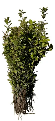 Obrázok produktu pre 25 ks. dub byronský (Quercus ilex) | 30-50 cm, bez koreňového balu
