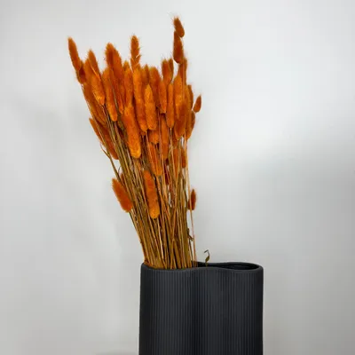Produktbild von Lagurus Hasenschwanz Samtgras Trockenblumen 60-70cm DIY Blumendeko