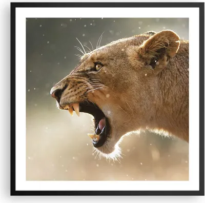 Produktbild von Gerahmtes Poster - Schwarzer Rahmen - Löwe Löwin Reißzähne - 60x60 cm - Wand Bild - Wanddeko - Wandbilder - Kunstposter - Wandposter - Bilderrahmen - Bilder - Kunstdruck - Wandbild - P2BAC60x60-4137