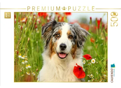 Produktbild von CALVENDO Puzzle Australian Shepherd | 500 Teile Lege-Größe 48 × 36 cm Foto-Puzzle für Erwachsene