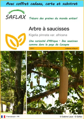 Image de SAFLAX Ensemble-cadeau - Arbre à saucisses - 10 graines - Kigelia