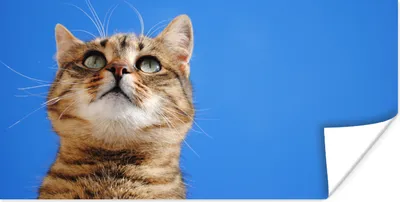 Produktbild von MuchoWow® Poster Katze - Braun - Luft - Mädchen - Jungen - Kinder 80x40 cm - Wanddeko