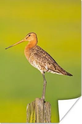 Produktbild von MuchoWow® Poster Vogel - Tiere - Uferschnepfe - Pfahl - Grün 80x120 cm - Papierdruck
