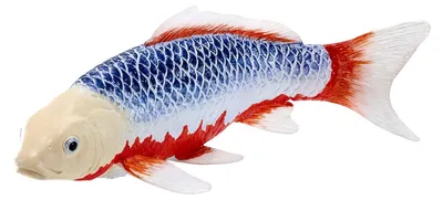 Image de Mojo Sealife Koi Karper - Asagi Koi - 381100