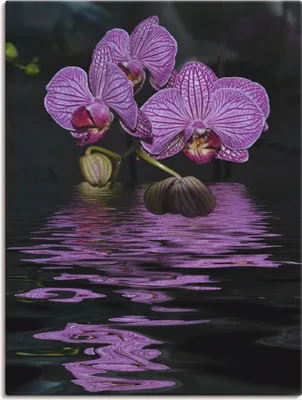 Produktbild von ARTland Leinwandbild Wasserorchidee Größe: 30x40 cm