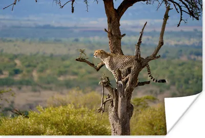 Produktbild von MuchoWow® Poster Leopard - Baum - Tier 180x120 cm - Fotoplakat