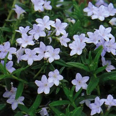 Produktbild von 6 x Scheinsteinsame  - Lithodora diffusa 'Cambridge Blue'  | Topf 9cm x 9cm