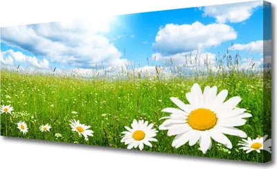 Produktbild von Tulup Leinwand-Bilder 125x50 Wandbild Canvas Kunstdruck Gänseblümchen Gras Natur