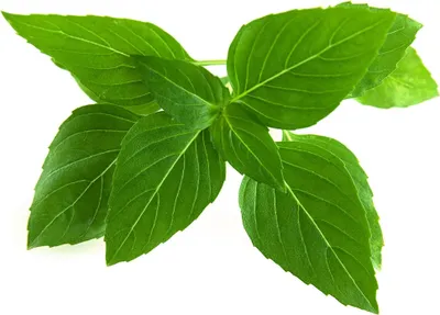Produktbild von Click & Grow Click & Grow Smart Garden refill Thai Basil 3pcs