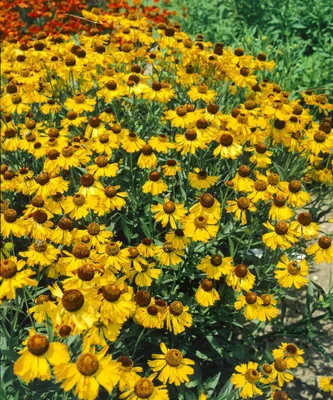 Produktbild von Helenium bigelovii 'The Bishop', Sonnenbraut, gelb, ca. 11x11 cm Topf