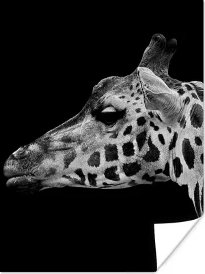 Produktbild von MuchoWow® Poster Tiere - Giraffe - Schwarz - Weiß 90x120 cm - Wohnzimmer