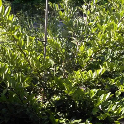 Produktbild von Distylium Racemosum - Gemeiner Doppelgriffel 40-60