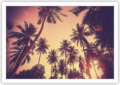 Produktbild von Poster - Poster ohne Rahmen - Palmen Himmel Sonne - 100x70 cm - Wand Bild - Wanddeko - Wandbilder - Kunstposter - Wandposter - Bilder - Kunstdruck - Wanddekoration - Wandbild - P2XAA100x70-4220