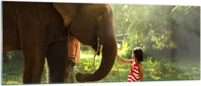 Produktbild von Bilder auf glas - Elefant Tier - 140x50cm - Glasbilder - Wandbilder - Kunstdruck - zum Aufhängen bereit - Wanddekoration aus Glas - Glas Bilder - Wandbild auf Glas - Einteilig - GAB140x50-3884