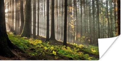 Produktbild von MuchoWow® Poster Sonne - Äste - Bäume - Wald - Natur 40x20 cm - Poster für die Wand - Poster Schlafzimmer