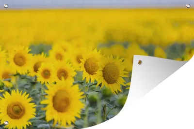 Produktbild von MuchoWow® 60x40 cm Outdoor-Poster Gartendeko Sichtschutz Garten Poster für den Garten  Gelbe Feldsonnenblumen