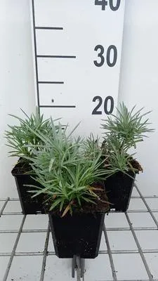 Zdjęcie produktu dla 6 x Dianthus (p) 'Maggie' - Goździk - Doniczka 9 x 9 cm