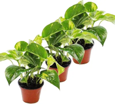 Zdjęcie produktu dla zestaw 3 bluszczy - Scindapsus - Epipremnum - doniczka 12 cm