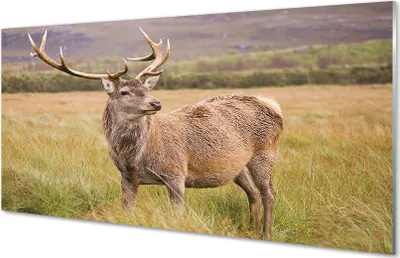 Produktbild von Glasbilder 120x60 Wandkunst Feld Hirsch