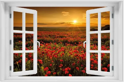 Produktbild von Wallario Wandbild mit Fenster-Illusion: Mohnblumenwiese bei Sonnenuntergang am Abend, Größe: 61 x 91,5 cm, Poster mit weißem Aluminiumrahmen