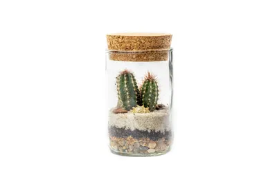 Obrázok produktu pre Gardners Sklenená váza LIPIA s korkovým vekom, výška 11,5 cm - vysadená suchomilnými rastlinami