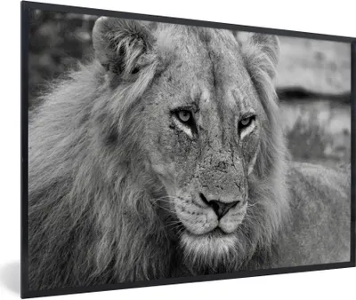 Produktbild von MuchoWow® Gerahmtes Poster Löwe - Schwarz - Jagen 90x60 cm - Poster mit Schwarzem Bilderrahmen Wandposter Rahmen Foto Bilder - Fotorahmen - Foto-Plakat
