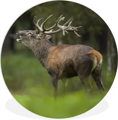 Produktbild von MuchoWow® Rundes Wandbild - Runde Bilder Elch - Wald - Porträt Ø 30 cm Kreis Wanddekoration Kunststoff - Wandkreis - Wandschmuck - Schlafzimmer - Bilder - Der Kreis - Kunst für die Wohnung - Plastik - Kunstdruck - Wandbild
