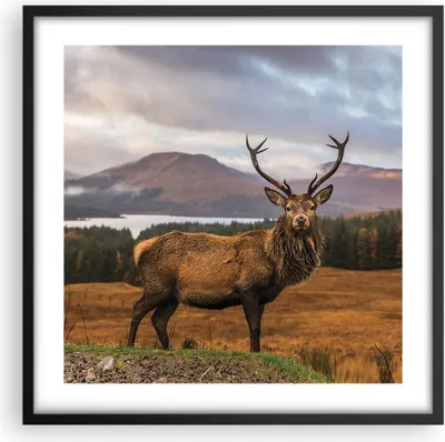 Produktbild von Gerahmtes Poster - Schwarzer Rahmen - Rehe Wiese Berge - 50x50 cm - Wand Bild - Wanddeko - Wandbilder - Kunstposter - Wandposter - Bilderrahmen - Bilder - Kunstdruck - Wandbild - P2BAC50x50-4231