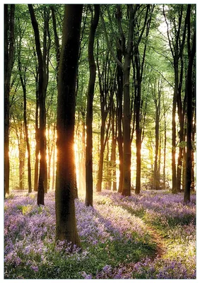 Produktbild von Wallario Premium Glasbild, freischwebende Optik, kräftige Farben, Größe 100 x 70 cm Motiv Blaue Hasenglöckchen im Wald mit Sonnenstrahlen