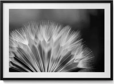Produktbild von Schwarz-weiße Nahaufnahme einer Schmeißfliege– Wandbild mit Rahmen – Gerahmtes Bild  – Wanddekoration – 100x70 cm –  Schwarz Rahmen