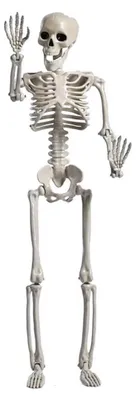 Immagine prodotto di Scheletro di Halloween di grandi dimensioni per oggetti di scena per case infestate Decorazioni di scheletri con articolazioni mobili per decorazioni spaventose per interni ed esterni,