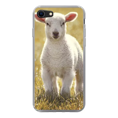 Produktbild von MuchoWow® Handyhülle Schutzhülle Hülle für iPhone 8 Schafe - Gras - Sonne Silikon Softcase Handy Hülle - Schutzhaube