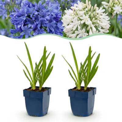 Produktbild von Agapanthus Duo – Afrikanische Lilie – Bienen- und Schmetterlingsmagnet – Blau – Weiß – 24 Pflanzen - 15-25cm - Ø11cm - Gartenpflanze