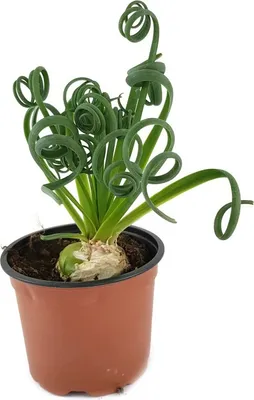 Produktbild von Fangblatt - Albuca Spiralis - trendiges Zwiebelgewächs - Frizzle Dizzle schöne Dekoration für Ihre Wohnung - Zimmerpflanze mit Korkenzieher Blättern