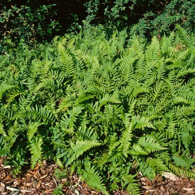 Produktbild von Polypodium vulgare, Tüpfelfarn, ca. 9x9 cm Topf