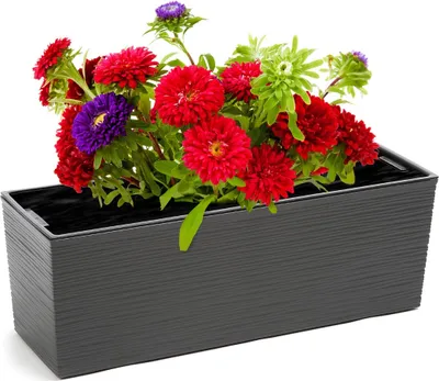 Image de Coffre BEGONIA PROUTÍ plastique anthracite 56x19x19cm