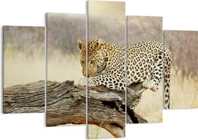 Produktbild von Bild auf Leinwand - Leinwandbild - Afrika Leopard Katze Safari - 150x100cm - Wand Bild - Wanddeko - Leinwanddruck - Bilder - Kunstdruck - Wanddekoration - Leinwand bilder - Wandkunst - EA150x100-2599