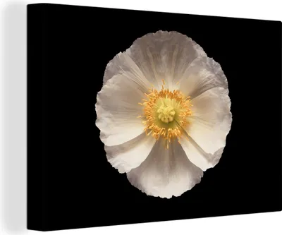 Obrázok produktu pre OneMillionCanvasses® - Obrazy na plátne - 140x90 cm, Mak - Kvetina - Biela, Nástenná dekorácia
