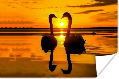 Produktbild von MuchoWow® Poster Schwäne - Sonnenuntergang - Vogel - Orange - Wasser 60x40 cm - Schlafzimmerdekoration