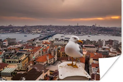 Produktbild von MuchoWow® Poster Seemöwe - Istanbul - Architektur 60x40 cm - Schlafzimmerdekoration