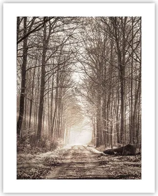 Produktbild von Poster - Poster ohne Rahmen - Wald Straße Baum - 40x50 cm - Wand Bild - Wanddeko - Wandbilder - Kunstposter - Wandposter - Bilder - Kunstdruck - Wanddekoration - Wandbild - P2XPA40x50-3620
