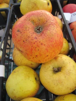 Produktbild von Apfelbaum Dülmener Herbstrosenapfel - Malus domestica - 140-150cm