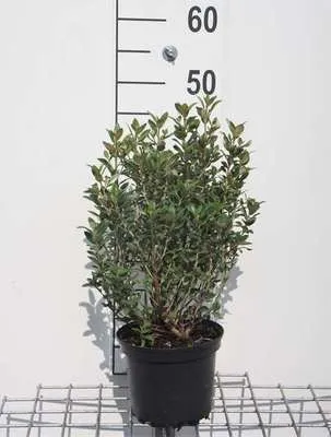 Obrázok produktu pre Olearia haastii - Olearia 30- 40 cm - Kontajner