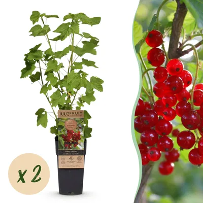 Immagine prodotto di Ribes rubrum Jonkheer van Tets - Pianta di bacche - Difficile - Bacche rosse - 2 Piante - 40-50cm - Ø15cm - Pianta da giardino