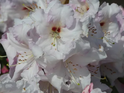 Produktbild von Rhododendron Hybride Salonga - Großblumige Alpenrose - 40-50cm